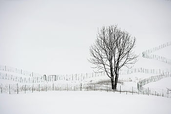 sníh, bílý, zimní, ranč, ovce, strom, chladné počasí, Krásná, Příroda, Vánoce, čistě bílé