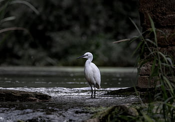 little Egret, bird, river, egret, wading Bird, water Bird, animal, wildlife, nature, birdwatching, branch