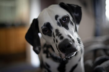 dalmatian, dog, curious, animal, mammal, canine, pet, nature, pedigree, purebred, domestic