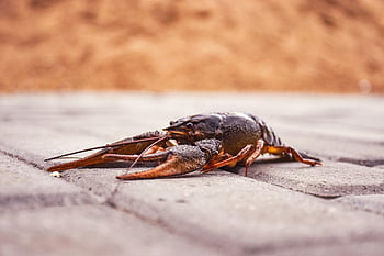 rapu, makean veden äyriäinen, crawdad, makean veden hummeria, luonto