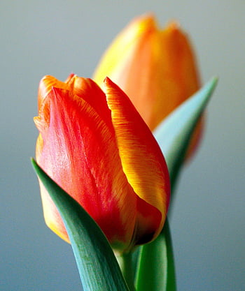 flowers, tulips, petals, flower Background, leaves, foliage, blossom, bloom, beautiful Flowers, spring, flower Wallpaper