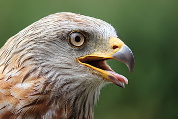 şahin, kapatmak, hayvan portresi, avcılık, yırtıcı kuş, doğancılık, fatura, şahin gözleri, Falcon Başkanı, doğa, tüyler