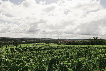 vinice, zelená tráva, zatažená obloha, vinná réva, Nadšenci vína, svěží krajina, Krajina vinice, živé vinné révy, víno, venkovské scenérie, zemědělské oblasti