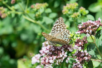 butterfly, imperial Mantle, flower, pollination, insect, edelfalter, fauna, animal, nature, lepidopterology, entomology