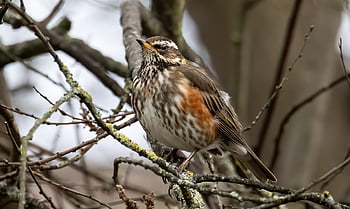 redwing, bird, branch, fieldfare, migratory Bird, thrush, animal, perched, tree, plumage, beak