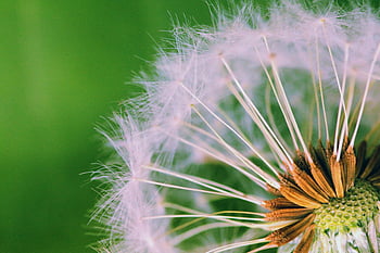 semena pampelišky, makro fotografie, Vibrující zelené pozadí, detailní fotografie, Pampeliška květin, fotografování přírody, venkovní fotografie, hlava osiva, květinové fotografie, semena rostlin, zelené pozadí