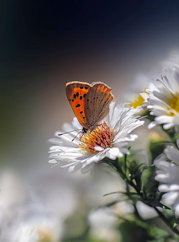 mariposa, mariposa de cobre, polen, flor, flor blanca, hermosas flores, polinizar, polinización, insecto, alas de mariposa, insecto con alas