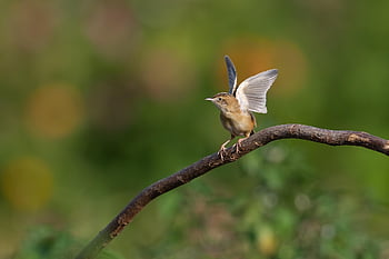 pájaro, animal, plumas, plumaje, vuelo, volador, fauna silvestre, alas, naturaleza, ornitología, aviar