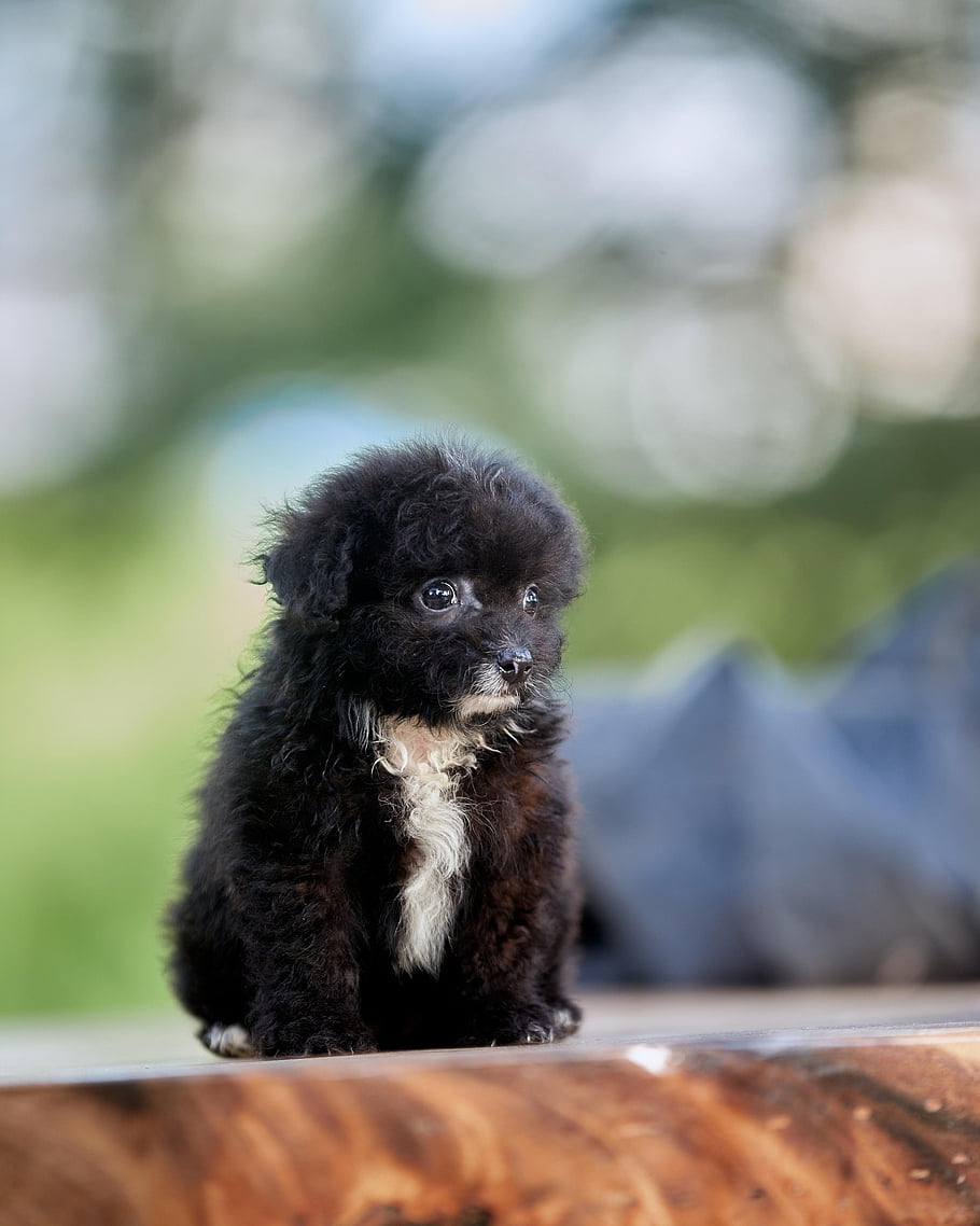 animale domestico, natura, cucciolo, all'aperto, canino, animale, cane, soffice, nero