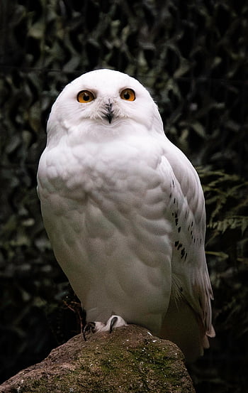Taman Margasatwa, alam, gunung hitam, burung hantu bersalju, burung, hewan, putih, burung hantu