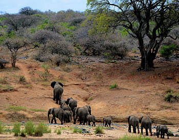 African elephants, Kruger National Park, South Africa, herd of elephants, walking elephants, wildlife photography, African wildlife, natural habitat, savanna landscape, elephant family, Brown Mountain
