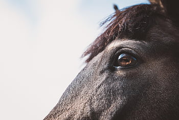 horse, eye, horse Head, animal, detail, pony, nature, fur, mane, mammal