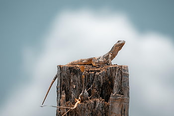 lucertola, iguana, natura, rettile, nuvole, cielo, inviare, animale, bagno di sole