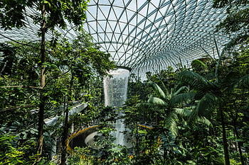 fiori tropicali, aeroporto di Singapore, cascata interna, aeroporto gioiello changi, vegetazione tropicale, Magnifico cascata, giardino interno, destinazione del viaggio, Marvel architettonico, natura all'interno