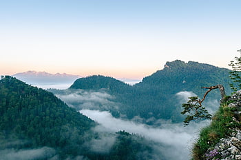 hory, stromy, les, mlha, svítání, Příroda, sokolica, pieniny, tatry, malopolska, Polsko