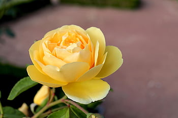 pink, yellow Color, rosebushes, flowering Shrubs, garden, gardening, horticulture, botanical, flora, light, beautiful