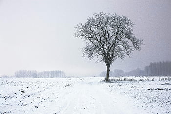 winter landscape, lone tree, snow covered tree, open field, winter setting, snow covered field, background forest, foggy background, single tree, winter scene, open snowy field