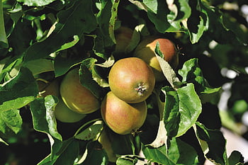 albero di mele, Mela, Famiglia delle Pomacee, frutta, albero da frutta, vitamine, ramo, albero, salutare, natura, cibo