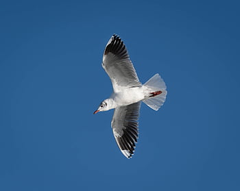 seagull, bird, animal, feathers, plumage, beak, nature, wildlife, avian, wings, flying