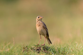 bird, pipit, paddy Field Pipit, wildlife, close Up, nature, closeuup