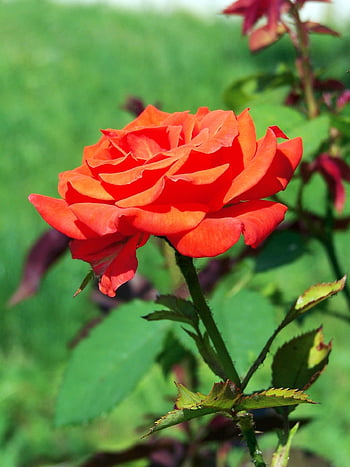 flower, rose, floral, blooms At, botanical, petals, growth, macro, garden, nature, red