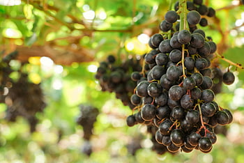 ripe grapes, sunlit vineyard, natural beauty, bunches of grapes, hanging grapes, vineyard scenery, grape clusters, outdoor produce, agricultural produce, fresh grapes, grape harvest