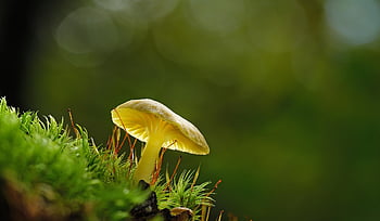 mushroom, moss, fungus, fungi, forest, nature