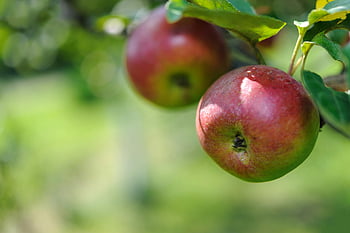 eple, nærbilde, fersk, røde epler, gren, Sunny Orchard, naturlig modenhet, frukt, utendørs, natur, hage