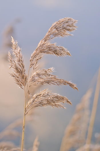 Gräser, Pflanze, Schilf, Landschaft, Stiel, blühen, Flora, Herbst, Natur, Himmel, Nahaufnahme