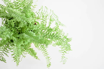 Green Boston Fern, vibrant green fern, close-up fern, white backdrop, indoor plant, green foliage, fern plant, Boston Fern, green leaves, houseplant, nature photography