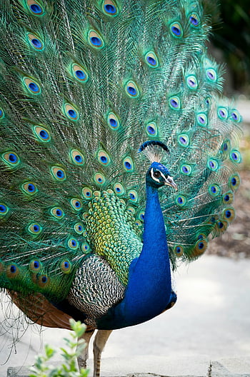 peacock, vibrant plumage, outdoor setting, close-up photo, beautiful peacock, peacock feathers, peacock tail, peacock display, peacock colors, peacock in nature, peacock beauty