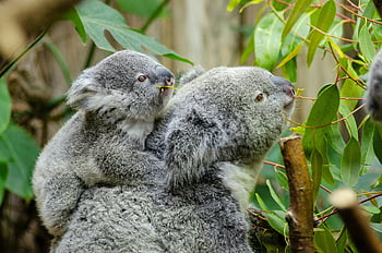 koala baby, mother koala, eucalyptus leaves, natural habitat, koala joey, wildlife photography, tree-dwelling marsupials, koala family, australian wildlife, forest animals, koala conservation