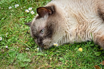 british shorthair, kat, husdyr, puss, british, kort hår, indenlandske kat, natur, british shorthair cat, fuldblods, dyreliv