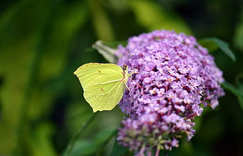 butterfly, insect, garden, animal, flying Insect, nature Wallpaper, blooms, butterfly Purple, butterfly Bush, purple Spear, butterflies