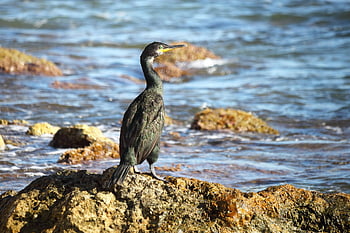 Kormoran, Ave., Vogel, Phalacrocorax carbo, Natur, Naturfotografie, Gefieder, Tierwelt, Vogelkunde, Wasservögel
