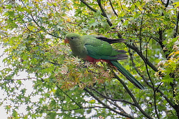 papoušek australský král, královský papoušek, pták, alisterus scapularis, Papoušek, ptačí, zvíře, účtovat, zobák, peří, volně žijících živočichů