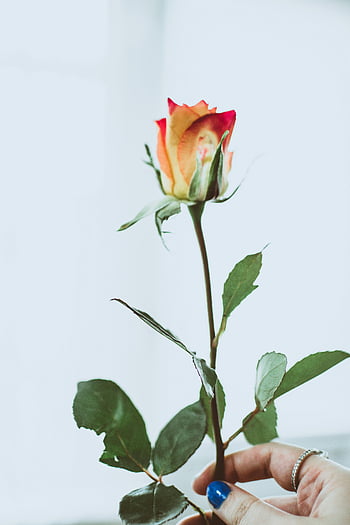 close-up photography, person holding flower, delicate blooming rose, soft background, natural beauty, hand holding rose, blooming rose, soft focus, natural light, floral photography, delicate flower