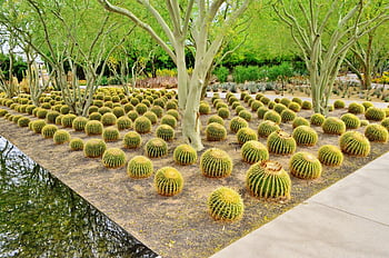 fat kaktus, kaktus, palm spings, california, ferien, reise, ferie, utendørs, hager, landskap, fritid