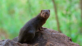 mongoose, africa, wildlife, safari, kenya