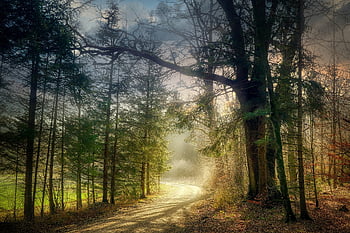 path, forest Path, trail, dirt Road, forest, nature, trees, landscape, glade, mood, mystical
