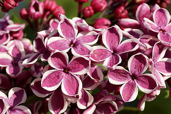 flowers, lilac, plants, blooming, bush, flora, garden, spring, lilac Flowers, purple Lilac, lilac Bush