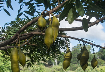Baccelli di semi, grande, pesante, albero di fagioli neri, Castanospermum Australia, foresta pluviale, Queensland, Australia
