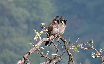 ヒマラヤのヒヨドリ、 鳥、 動物たち、 野生動物、 ペア、 電球、 白い頬のヒヨドリ、 Pycnonotus Leucogenys、 鳴き鳥、 羽毛、 ブランチ