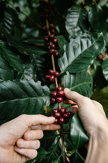coffee fruits, picking coffee, ripe coffee cherries, coffee tree, hands picking, coffee harvest, coffee plantation, coffee cherries, coffee beans, coffee farming, coffee branch