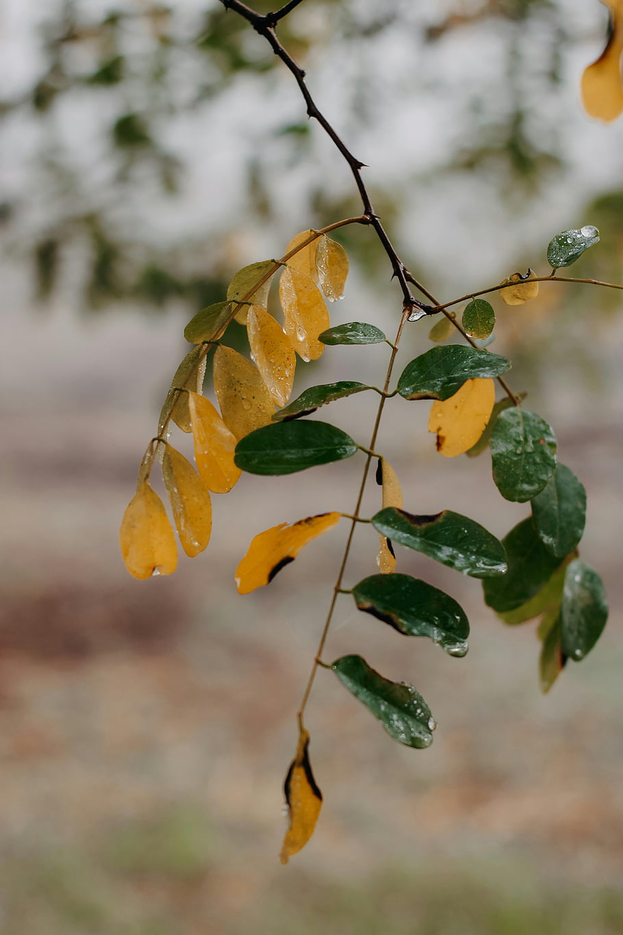 mit Blättern, grüne und gelbe Blätter, Nahaufnahme des Zweiges, vertikaler Schuss, Regentropfen auf Blättern, Essenz des Herbstes, Herbstblätter, Naturfotografie, Blattdetails, Outdoor-Szene, saisonale Veränderung