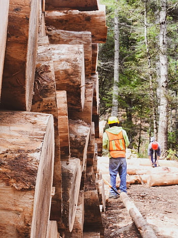 logging, workers, forest, men, exploitation, work, deforestation, pieces, log, timber, lumber