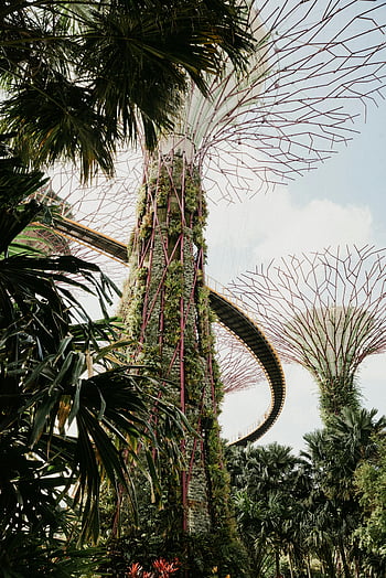 Botanická zahrada, singapore, supertree háj, zahrady u zálivu, Vertikální zahrady, ikonický superstrom, zahrada v Singapuru, tropických rostlin, Urban Greenery, architektonický design, Ekologické struktury