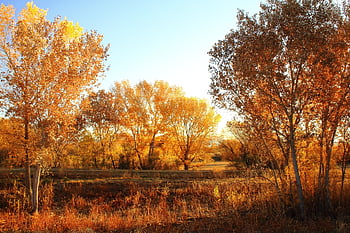 trees, forest, evening, bosque Del Apache, new Mexico, autumn, landscape, nature