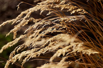grass, dry Grasses, grass Flower, dried, stalks, dry Grass, dried Flowers, blades Of Grass, wind, grasses, nature