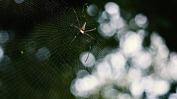 pavouk, Příroda, web, zvíře, hmyz, volně žijících živočichů